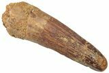 Fossil Spinosaurus Tooth - Real Dinosaur Tooth #312903-1